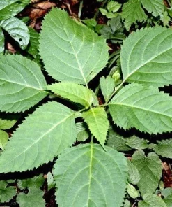 20 Stone Root Collinsonia Canadensis Bare Root Plants - Organic Perennial Wildflower - Image 5