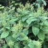 20 Stone Root Collinsonia Canadensis Bare Root Plants - Organic Perennial Wildflower - Image 1