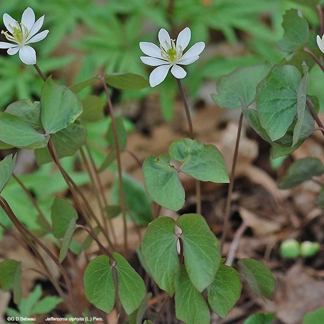20 Twinleaf Bare Roots - Organic Jeffersonia Diphylla Wildflower for Shade Gardens - Image 10
