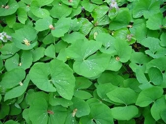 20 Twinleaf Bare Roots - Organic Jeffersonia Diphylla Wildflower for Shade Gardens - Image 2
