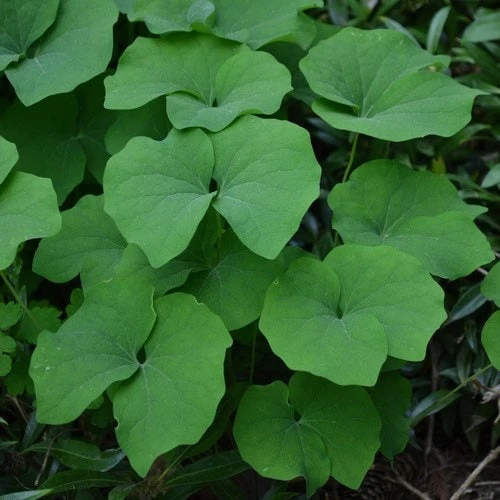 20 Twinleaf Bare Roots - Organic Jeffersonia Diphylla Wildflower for Shade Gardens - Image 4