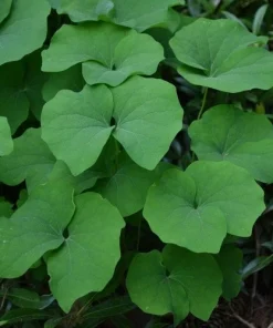 20 Twinleaf Bare Roots - Organic Jeffersonia Diphylla Wildflower for Shade Gardens - Image 5