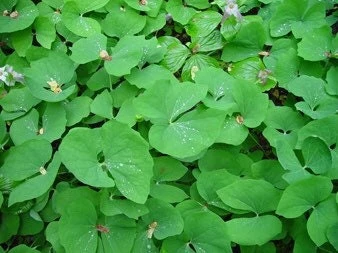 20 Twinleaf Bare Roots - Organic Jeffersonia Diphylla Wildflower for Shade Gardens - Image 6