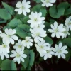 20 Twinleaf Bare Roots - Organic Jeffersonia Diphylla Wildflower for Shade Gardens - Image 1