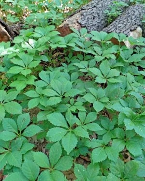 20 Virginia Creeper Bare Root Vines - Scarlet Fall Color, Perennial, Zones 3-10 - Image 2