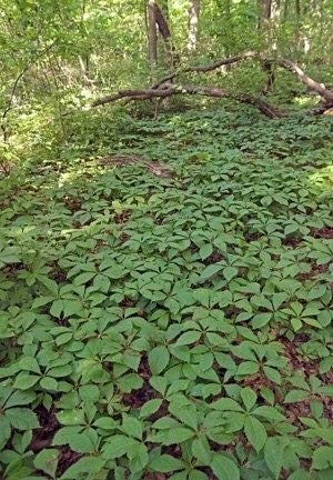 20 Virginia Creeper Bare Root Vines - Scarlet Fall Color, Perennial, Zones 3-10 - Image 6