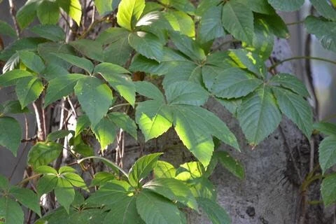 20 Virginia Creeper Bare Root Vines - Scarlet Fall Color, Perennial, Zones 3-10 - Image 7