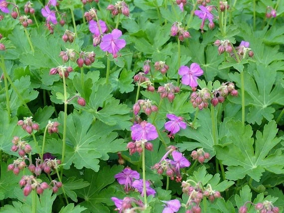 20 Wild Geranium Bare Roots - Cranesbill Maculatum Organic Live Plant - Image 2