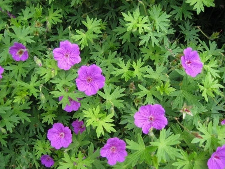 20 Wild Geranium Bare Roots - Cranesbill Maculatum Organic Live Plant - Image 3