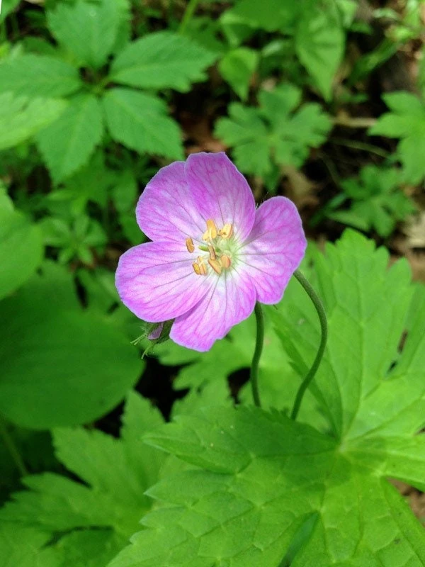 20 Wild Geranium Bare Roots - Cranesbill Maculatum Organic Live Plant - Image 4