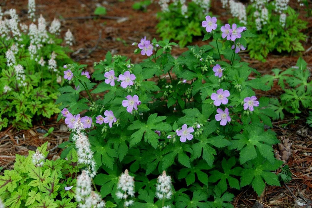 20 Wild Geranium Bare Roots - Cranesbill Maculatum Organic Live Plant - Image 6