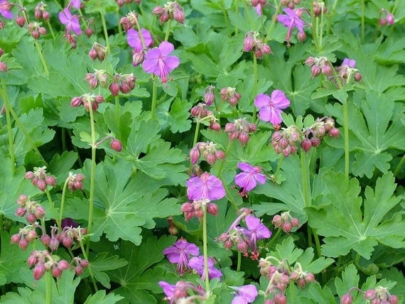 20 Wild Geranium Bare Roots - Cranesbill Maculatum Organic Live Plant - Image 8