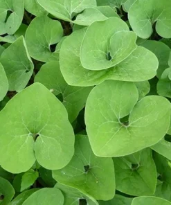 20 Wild Ginger Bare Root Plants - Asarum Canadense Native Wildflower - Image 2