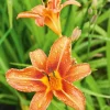 20 Wild Orange Daylily Bare Roots - Perennial Outdoor Garden Plant - Image 1