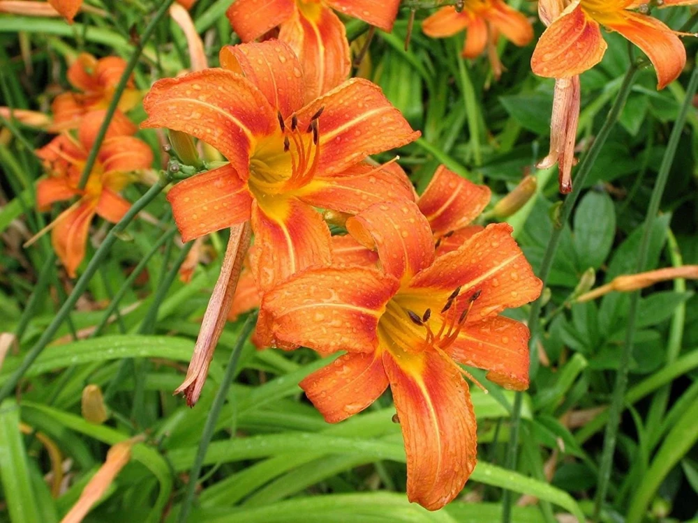 20 Wild Orange Daylily Bare Roots - Perennial Outdoor Garden Plant - Image 10