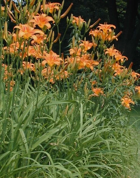 20 Wild Orange Daylily Bare Roots - Perennial Outdoor Garden Plant - Image 3