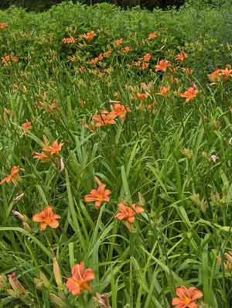 20 Wild Orange Daylily Bare Roots - Perennial Outdoor Garden Plant - Image 4