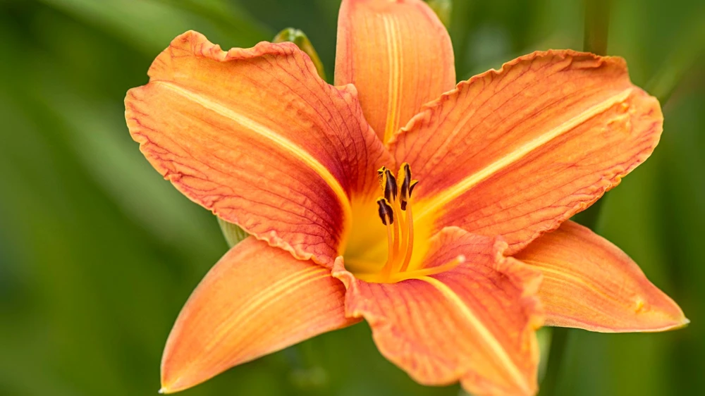 20 Wild Orange Daylily Bare Roots - Perennial Outdoor Garden Plant - Image 7