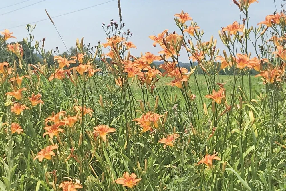 20 Wild Orange Daylily Bare Roots - Perennial Outdoor Garden Plant - Image 9