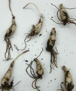 20 Wild Ramps Bulbs – Bare Root Wild Leeks Allium tricoccum – Edible Perennial - Image 2