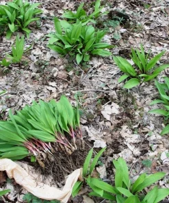 20 Wild Ramps Bulbs – Bare Root Wild Leeks Allium tricoccum – Edible Perennial - Image 3