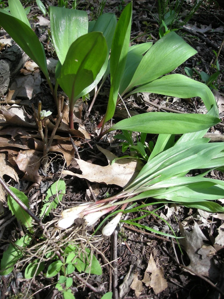 20 Wild Ramps Bulbs – Bare Root Wild Leeks Allium tricoccum – Edible Perennial - Image 1