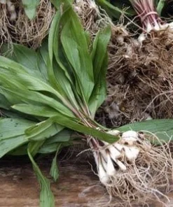 20 Wild Ramps Bulbs – Bare Root Wild Leeks Allium tricoccum – Edible Perennial - Image 4