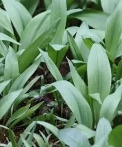 20 Wild Ramps Bulbs – Bare Root Wild Leeks Allium tricoccum – Edible Perennial - Image 5