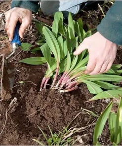 20 Wild Ramps Bulbs – Bare Root Wild Leeks Allium tricoccum – Edible Perennial - Image 7