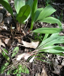 20 Wild Ramps Bulbs – Bare Root Wild Leeks Allium tricoccum – Edible Perennial - Image 9