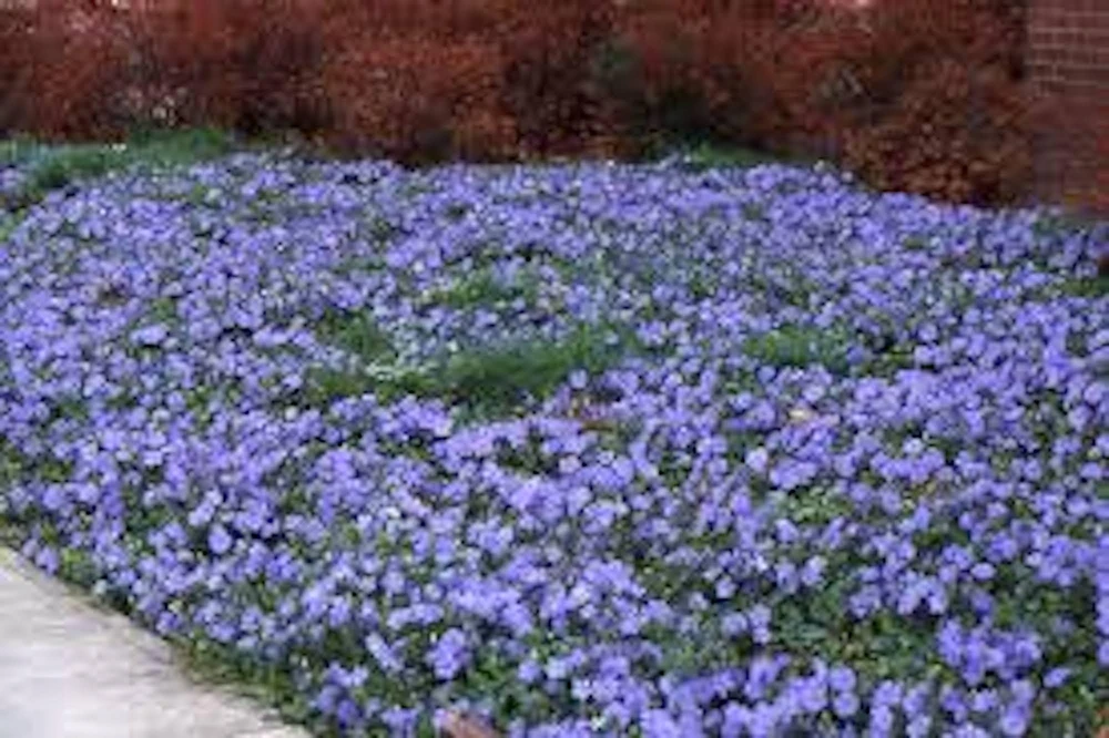 25 Periwinkle Vinca Minor Landscape Plant Starter Plants - Evergreen Groundcover - Image 2