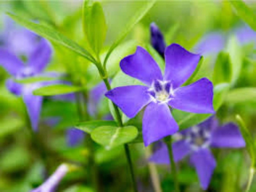 25 Periwinkle Vinca Minor Landscape Plant Starter Plants - Evergreen Groundcover - Image 3