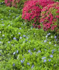 25 Periwinkle Vinca Minor Landscape Plant Starter Plants - Evergreen Groundcover - Image 4