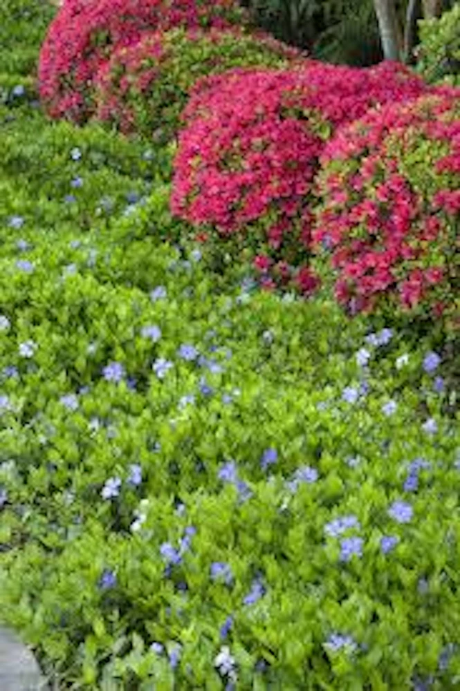 25 Periwinkle Vinca Minor Landscape Plant Starter Plants - Evergreen Groundcover - Image 4