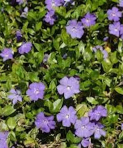 25 Periwinkle Vinca Minor Landscape Plant Starter Plants - Evergreen Groundcover - Image 5