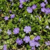 25 Periwinkle Vinca Minor Landscape Plant Starter Plants - Evergreen Groundcover - Image 1