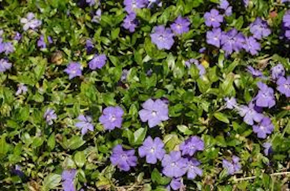 25 Periwinkle Vinca Minor Landscape Plant Starter Plants - Evergreen Groundcover - Image 1