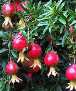 3 Afganski Russian Pomegranate Tree Starter Plants - Cold Hardy, Punica granatum 'Afganski' - Image 2