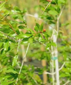 3 Afganski Russian Pomegranate Tree Starter Plants - Cold Hardy, Punica granatum 'Afganski' - Image 7