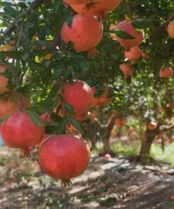 3 Afganski Russian Pomegranate Tree Starter Plants - Cold Hardy, Punica granatum 'Afganski' - Image 8
