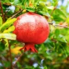 3 Afganski Russian Pomegranate Tree Starter Plants - Cold Hardy, Punica granatum 'Afganski' - Image 1