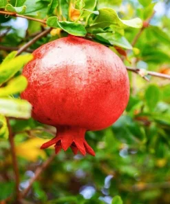 3 Afganski Russian Pomegranate Tree Starter Plants - Cold Hardy, Punica granatum 'Afganski' - Image 1
