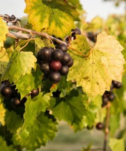 3 Alachua Muscadine Grape Starter Plugs - Vitis rotundifolia Live Plant - Image 3