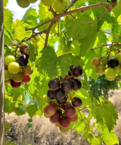 3 Alachua Muscadine Grape Starter Plugs - Vitis rotundifolia Live Plant - Image 1