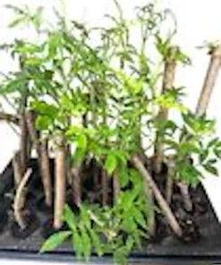 3 American Elderberry Live Plant, 6-12