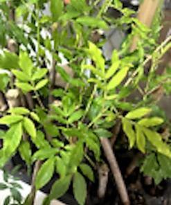 3 American Elderberry Live Plant, 6-12