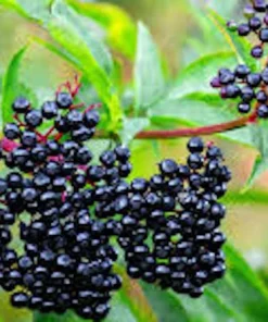 3 American Elderberry Live Plant, 6-12
