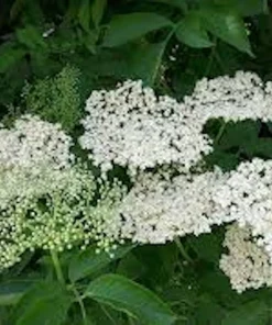 3 American Elderberry Live Plant, 6-12