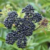 3 American Elderberry Live Plant, 6-12" Tall, Quart Pot, Organic Sambucus canadensis - Image 1