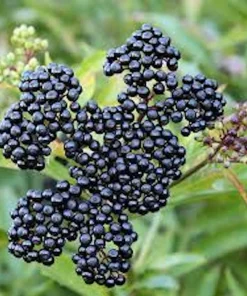 3 American Elderberry Live Plant, 6-12